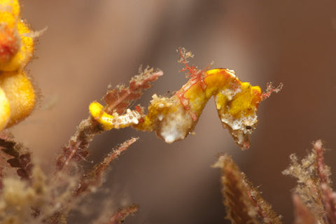 152 Pontohi Pygmy Seahorse