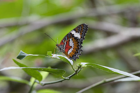SALE - 154 Butterfly