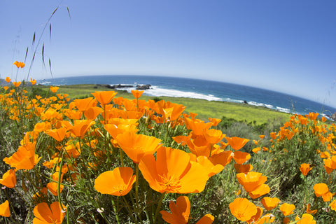 158 Big Sur Poppies