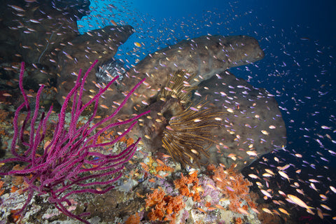 168 Raja Ampat Reef