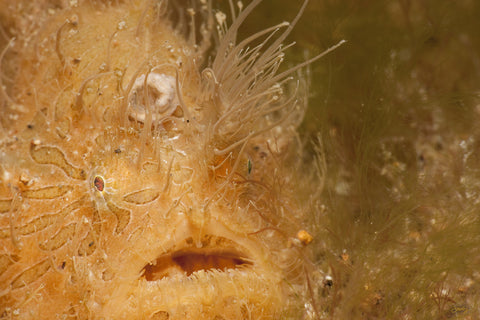 173 Hairy Frogfish