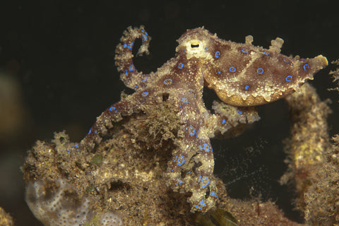 175 Blue Ring Octopus