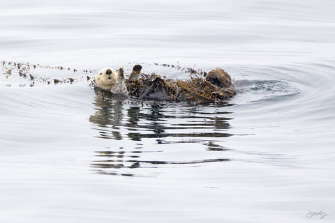 177 Sea Otter