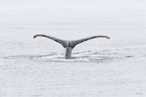182 Humpback Whale