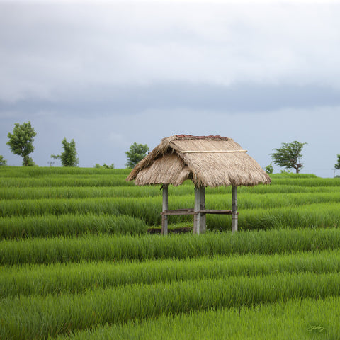 304 Rice Hut, Bali Rice Fields (Square Print)