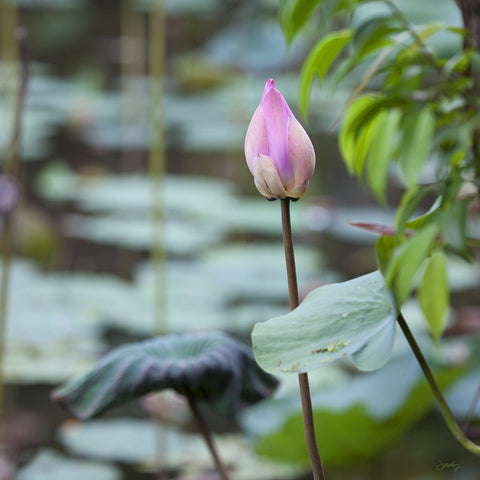 306 Lotus Flower of Bali (Square Print)