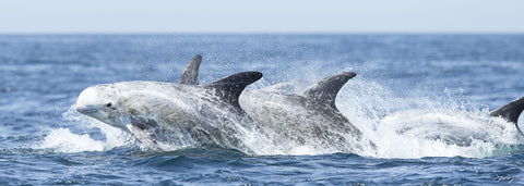 401 Risso's Dolphins (10x30 Size Print)