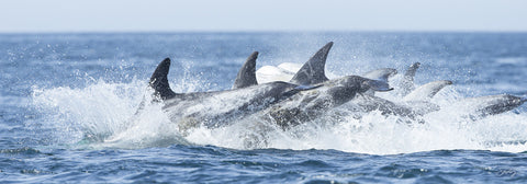402 Risso's Dolphins (10x30 Size Print)