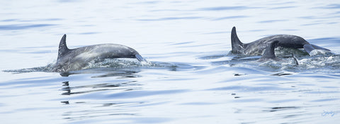 405 Risso's Dolphins (10x30 Size Print)