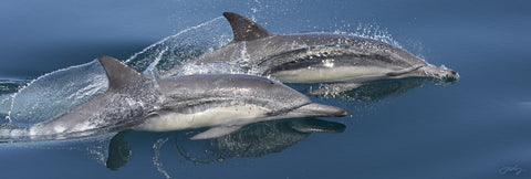 407 Common Dolphins (10x30 Size Print)