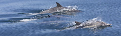 408 Common Dolphins (10x30 Size Print)