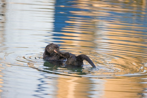 102 Sea Otter