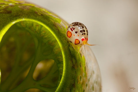 SALE - 105 Green Ladybug