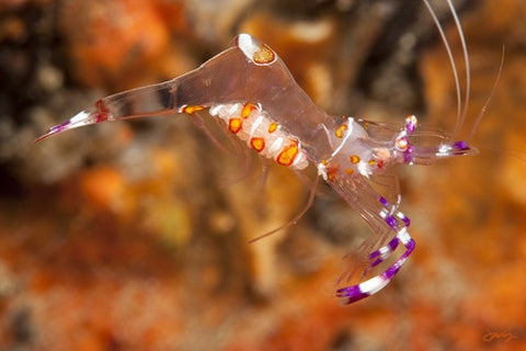 117 Yellow-Spotted Anemone Shrimp