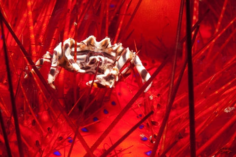 SALE - 120 Zebra Urchin Crab