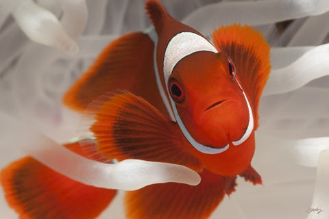 123 Spine-Cheeked or Maroon Clownfish