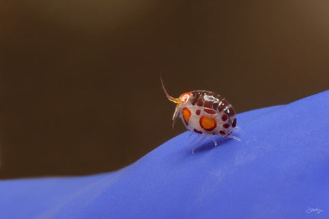 SALE - 127 Ladybug