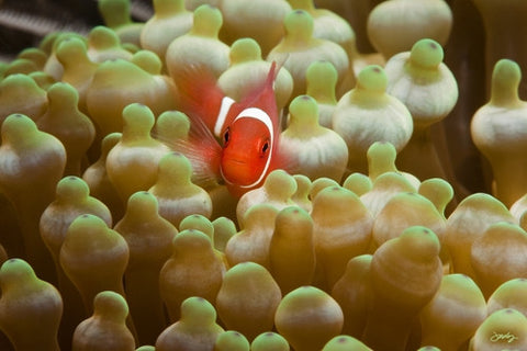 SALE - 130 Juvenile Spine-Cheeked or Maroon Clownfish