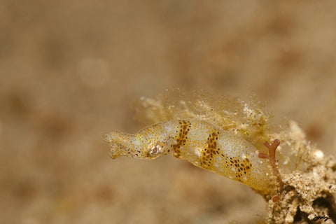 SALE - 139 Pygmy Squid (16x24 Size)