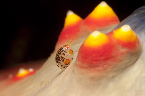 146 Candycorn Ladybug