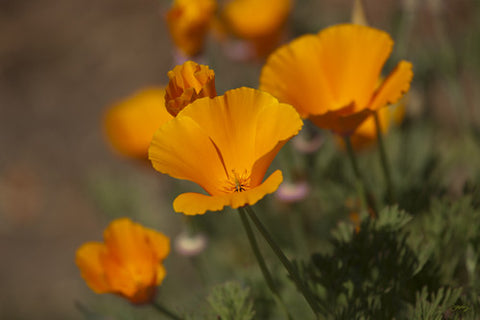 SALE - 149 California Poppies