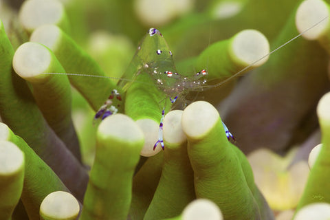 150 Clear Anemone Shrimp