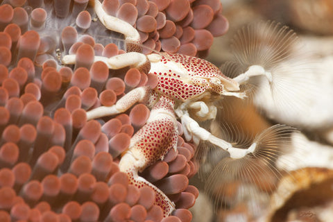 SALE - 153 Porcelain Crab