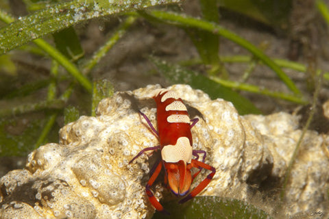 SALE - 155 Emperor Shrimp (24x36 Size)