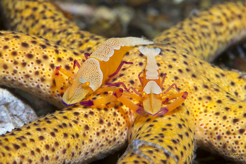 156 Starfish with Two Shrimps