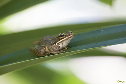 161 Bali Frog