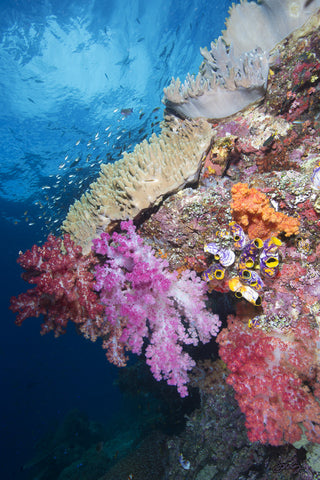 169 Raja Ampat Reef