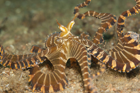 174 Wunderpus Octopus