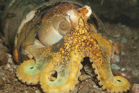 176 Coconut Octopus