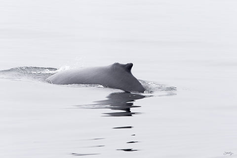 180 Humpback Whale