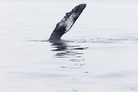 SALE - 181 Humpback Whale (20x30 Size)