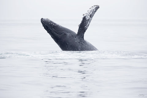 183 Humpback Whale