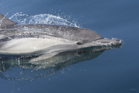 SALE - 184 Common Dolphin (20x30 Size)