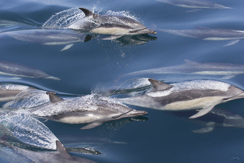 SALE - 185 Common Dolphin (20x30 Size)