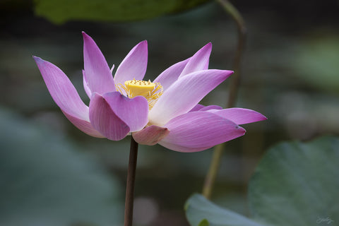 186 Bali Lotus Flower
