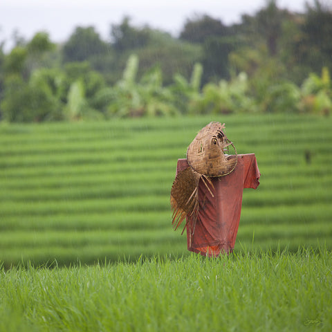 301 Scarecrow, Bali Rice Fields (Square Print)
