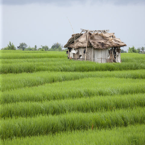 302 Rice Hut, Bali Rice Fields (Square Print)