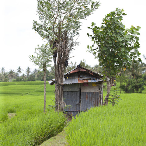 308 Rice Hut, Bali Rice Fields (Square Print)