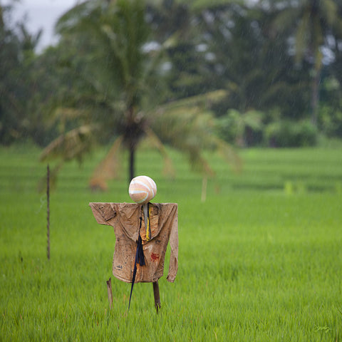 309 Scarecrow, Bali Rice Fields (Square Print)