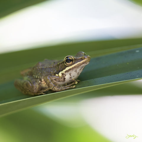 310 Bali Frog (Square Print)