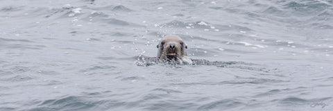 400 Sea Lion (10x30 Size Print)