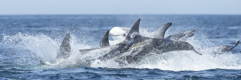 403 Risso's Dolphins (10x30 Size Print)
