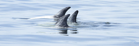 404 Risso's Dolphins (10x30 Size Print)