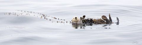 412 Sea Otter (10x30 Size Print)