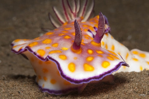 103 Beautiful Risbecia Nudibranch