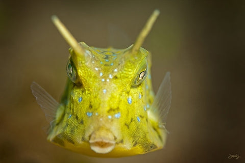 106 Longhorn Cowfish